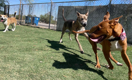 Molly, Rascal, Mabel, Schatzi, Ruby, and Argus had such a great time together today! They were so cute and enthusiastic about their flower crowns!
