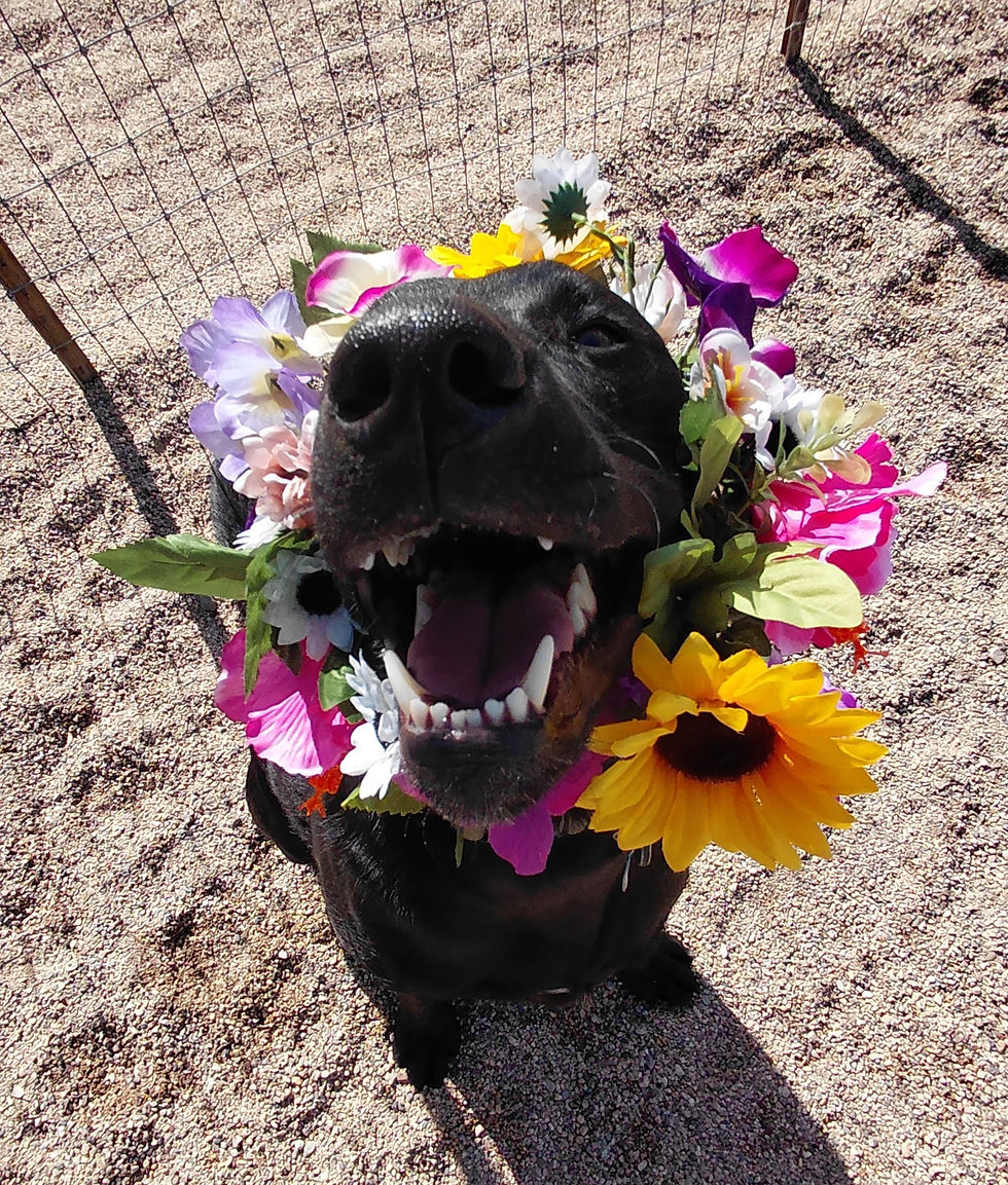 Murphy, Gatsby, Luna, Cooper, and Bruce are having the best day ever! Fridays are for partying!