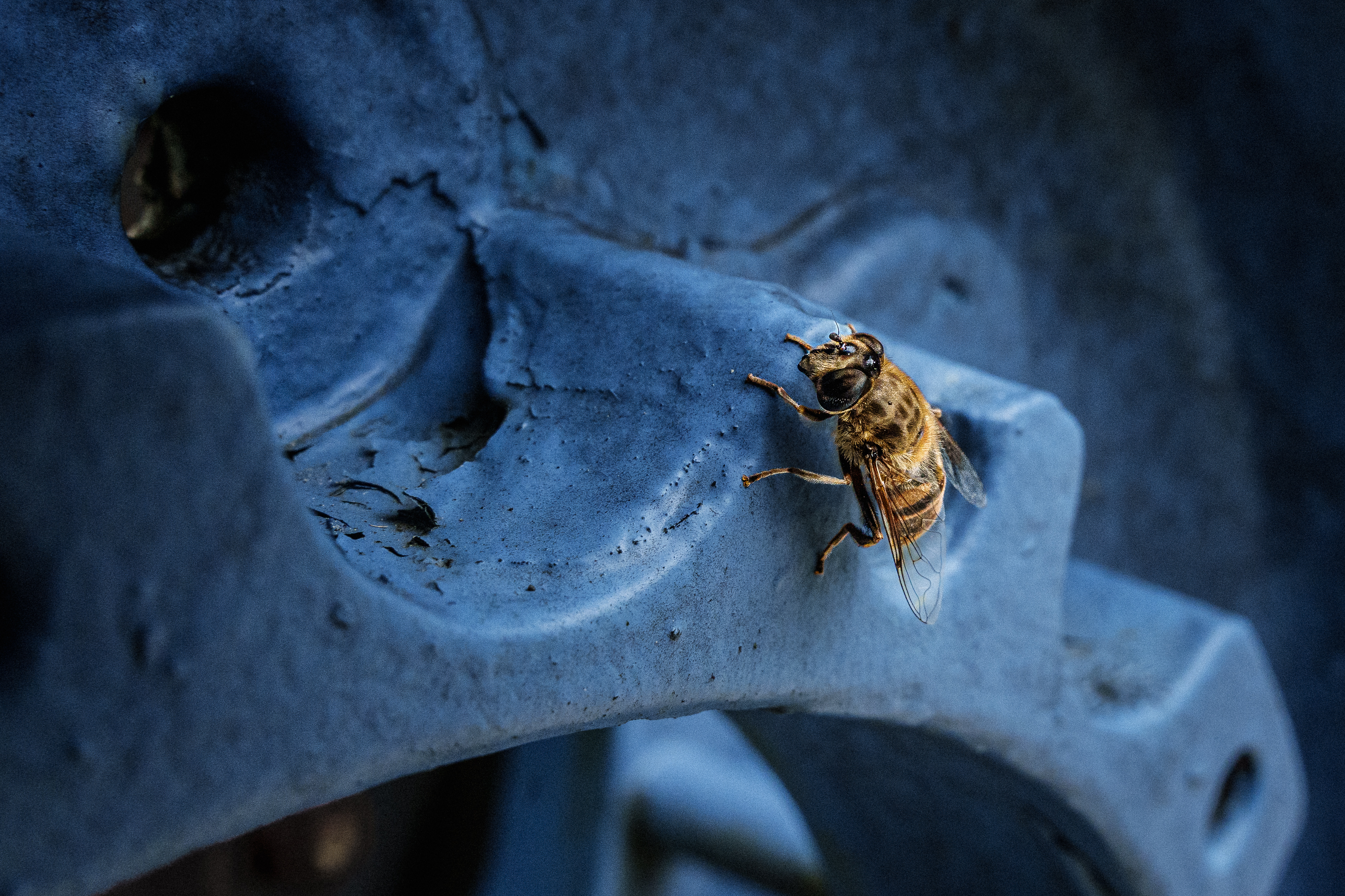 Benjamin Fellner Photography - Makrofotografie - Biene auf Zahnrad