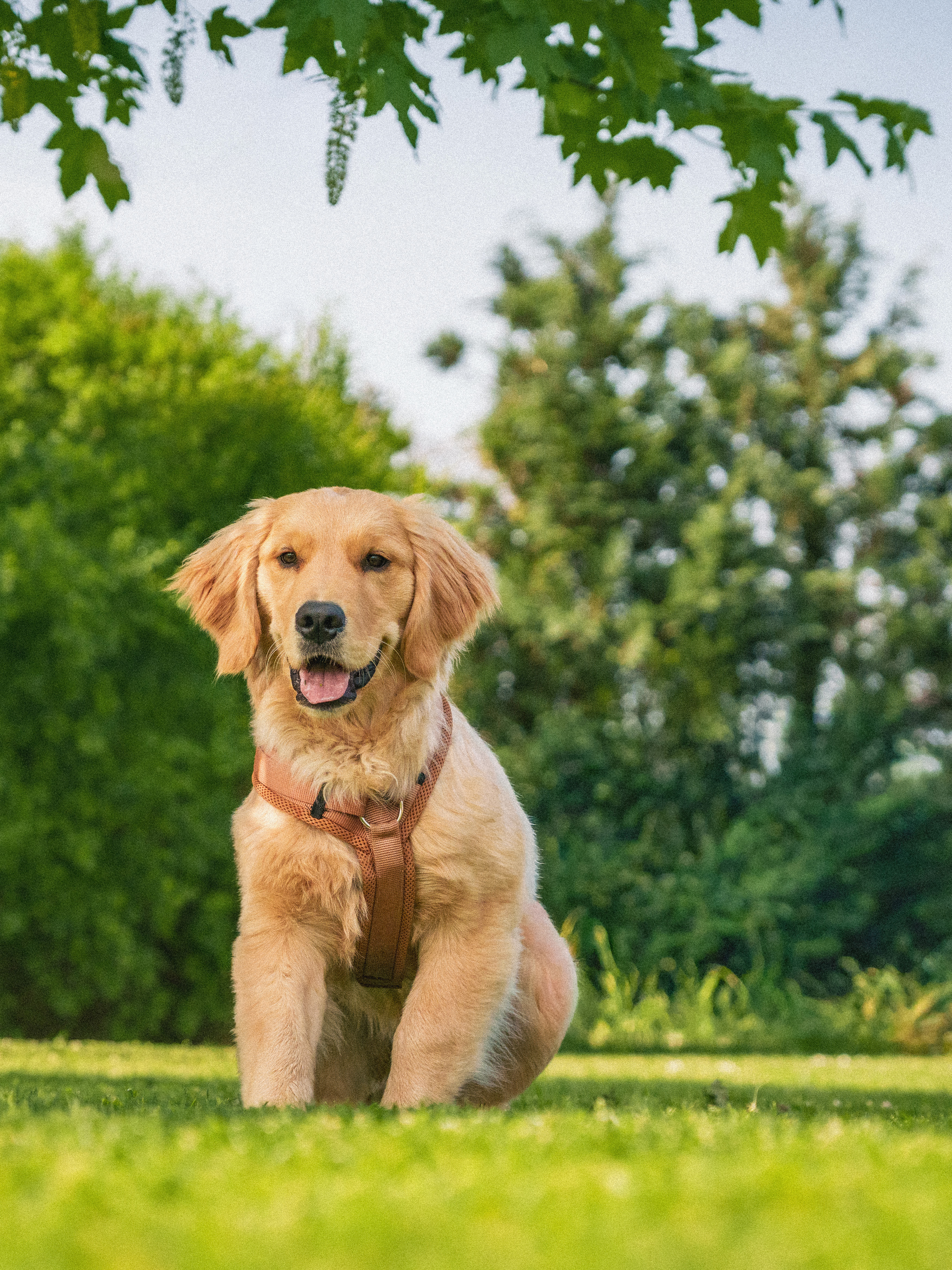 Benjamin Fellner Photography - Haustierfotografie - Golden Retriever im Gras