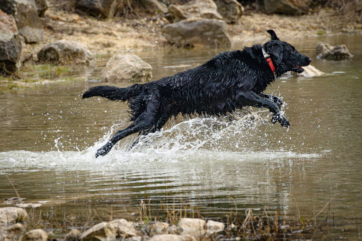 Benjamin Fellner Photography - Haustierfotografie - Schwarzer großer Hund springt aus dem Wasser