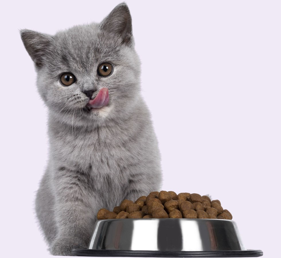 a small kitten sitting by a food bowl.
