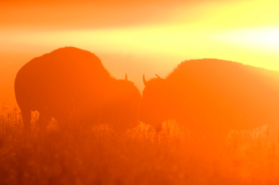 Bison-in-Sunrise-by-Paul-Norman-Browne.jpg