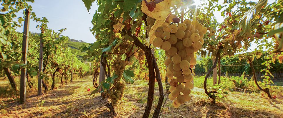 home-vigneti.jpg