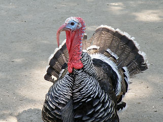 wild turkey wandering about