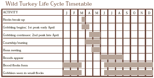 wild turkey life cycle timetable
