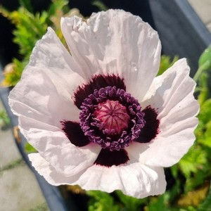 Papaver orientalis 'Royal Wedding'