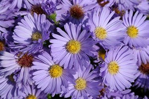 Aster d'automne - Aster dumosus 'Professeur Anton Kippenberg'