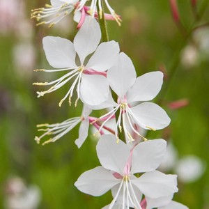 Gaura lindheimeri 'Short Form'