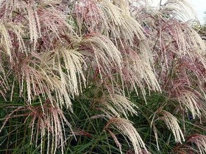 Miscanthus sinensis 'Kascade'