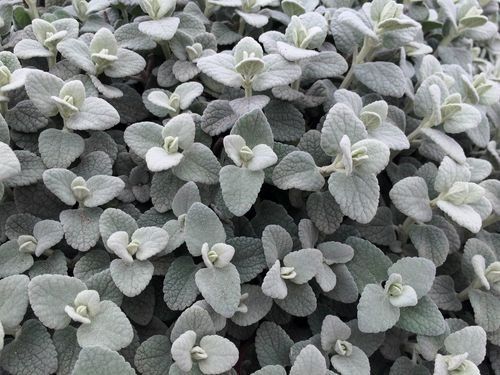 Ballota pseudodictamnus