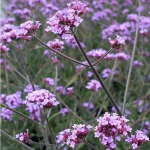 Verbena bonariensis