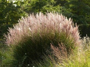 Miscanthus sinensis 'Kleine Silberspinne'