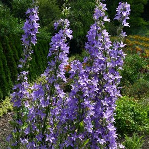 Campanula pyramidalis