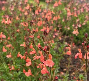 Salvia jamensis 'El Duranzo'