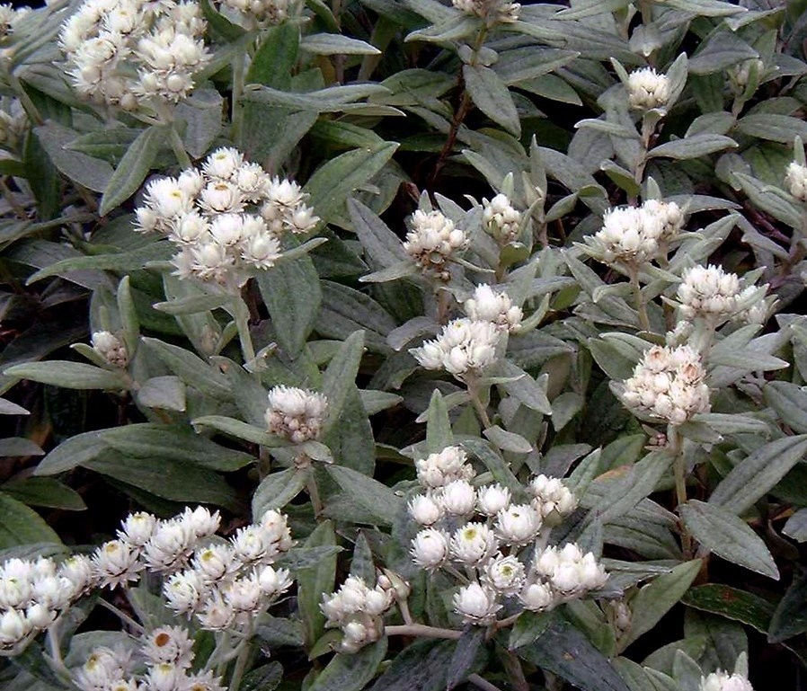 Anaphalis triplinervis
