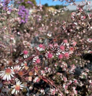 Aster d'automne - Aster lateriflorus 'Lady In Black'