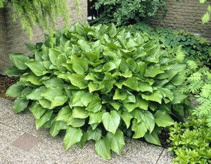 Hosta 'Royal Standar'