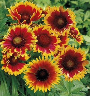 Gaillarde - Gaillardia x 'Royale'