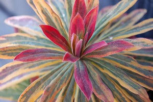Euphorbia x martinii 'Ascot Rainbow'