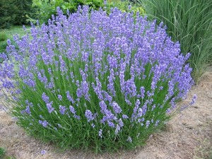 Lavandula angustifolia 'Grosso'