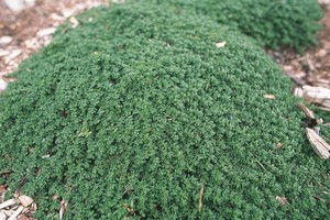 Herniaria glabra