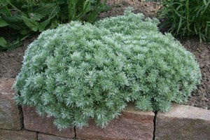 Armoise - Artemisia schmidtiana 'Nana'