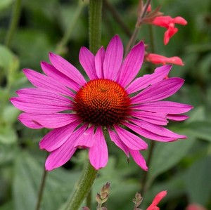 Echinacea purpurea 'Magnus'
