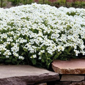 Corbeille-d'or - Alyssum montanum