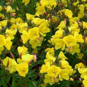 Oenothera fructicosa 'Sonnenwende'