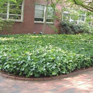 Lierre Bellecour - Hedera 'Algerian 'Bellecour'