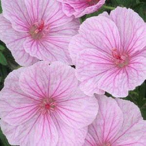Géranium sanguineum 'Striatum'