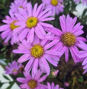 Aster d'été - Aster amellus