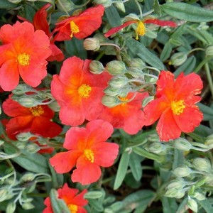 Hélianthème - Helianthemum 'Fire Dragon'