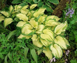 Hosta 'Albopicta'