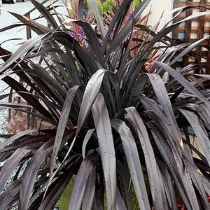 Phormium cookianium 'Black Adder'