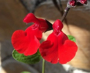 Salvia microphylla 'Grahamii'