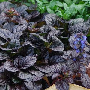 Ajuga reptans 'Elmblut'