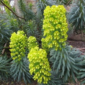 Euphorbia characias 'Wulfenii'