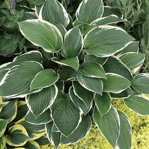Hosta 'France'