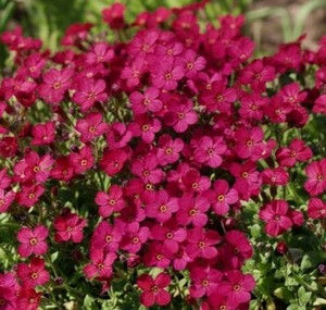 Aubrieta deltoide 'Royal Red'