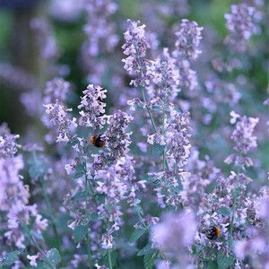 Nepeta - Calamintha nepeta 'Blue cloud'