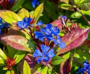 Ceratostigma plumbaginoides