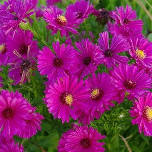 Aster d'automne - Acer dumosus 'Jenny'