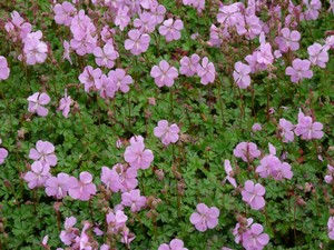 Geranium cantabrigiense 'Karmina'