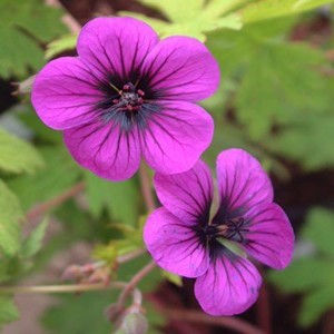 Geranium psilostemon 'Ann Folkard'