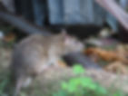 Rat.jpg