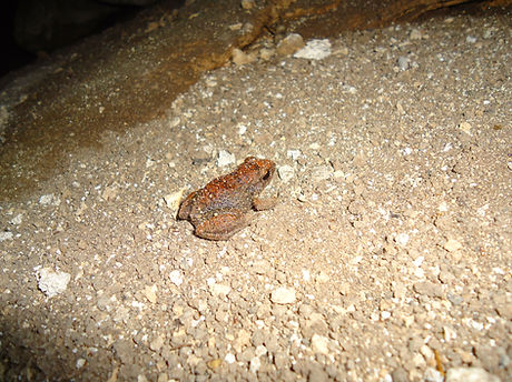 bahama flathead 2_edited.jpg