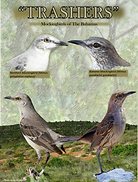 Mockingbirds of The Bahamas