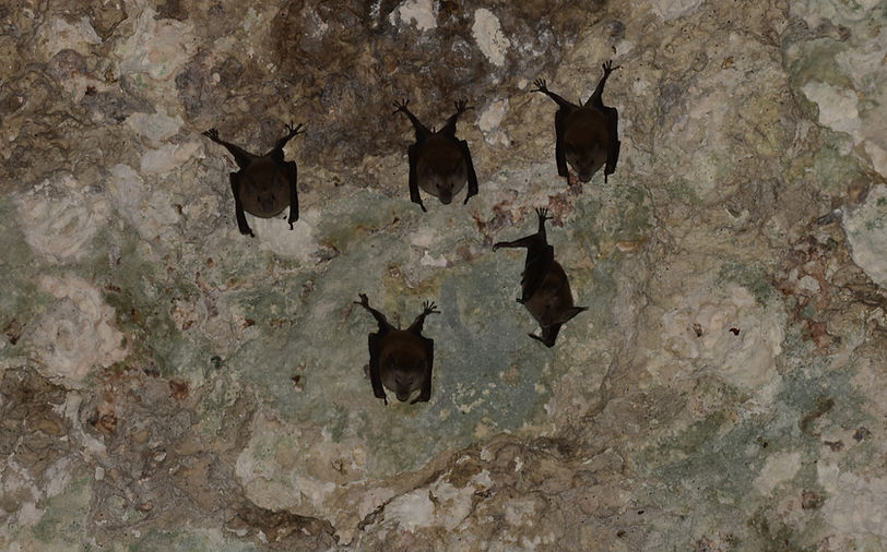 Buffy Flower Bats_edited.jpg